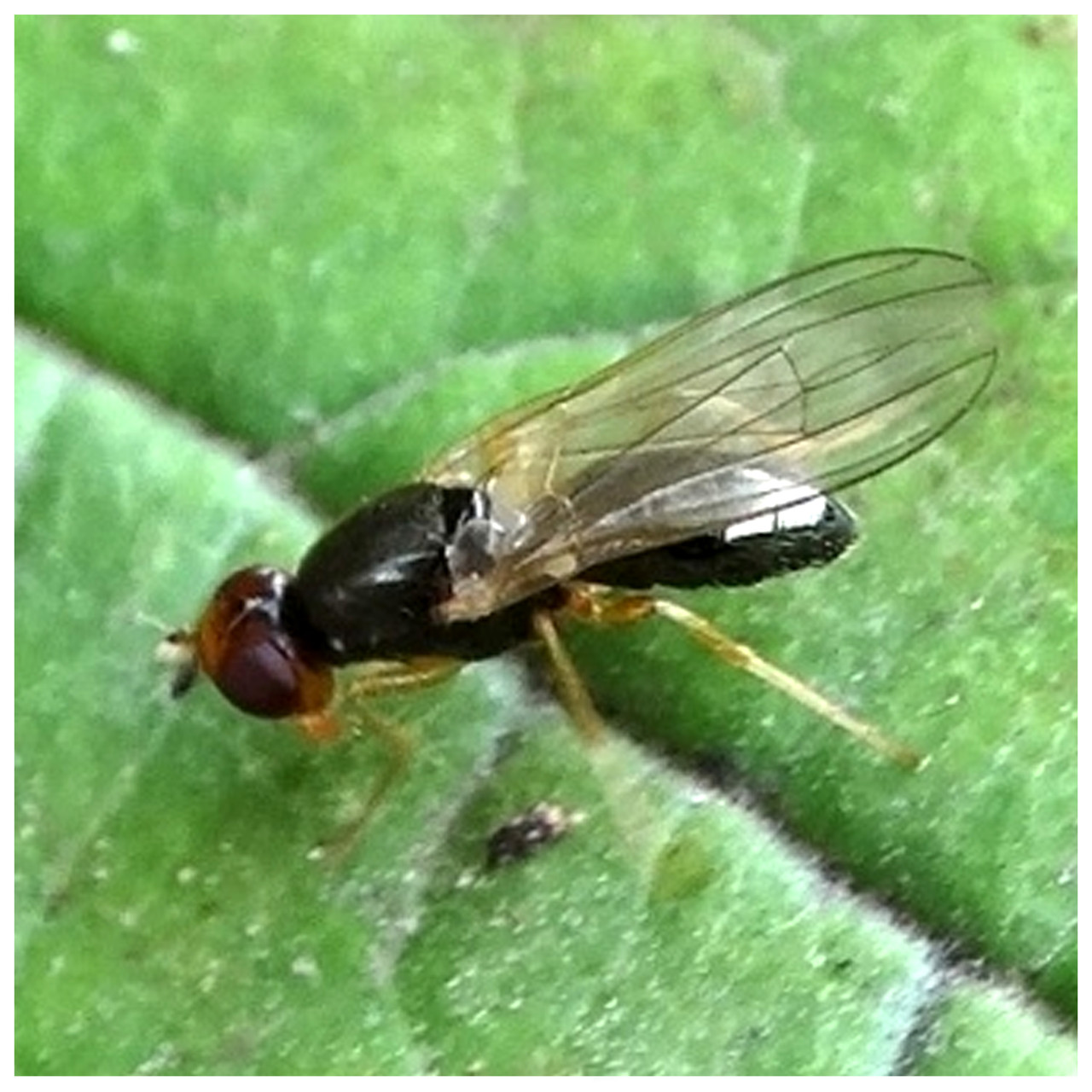 Морквяна муха, чим небезпечна і як вберегти врожай моркви. Статті ...