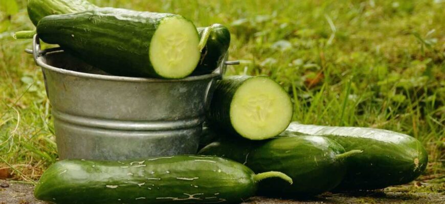 Ефективні засоби для обробки огірків від шкідників: поради та методи