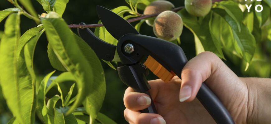 Ефективні засоби для обробки персика весною: поради та рекомендації Ефективні засоби для обробки персика весною: поради та рекомендації