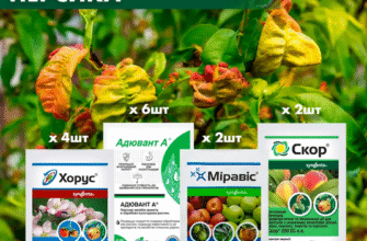 Ефективні засоби для обробки персика від кучерявості листя