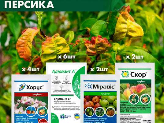 Ефективні засоби для обробки персика від кучерявості листя