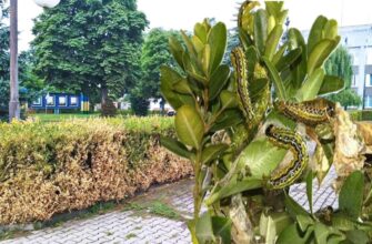 Ефективні засоби для обробки самшиту від шкідників: поради та рекомендації