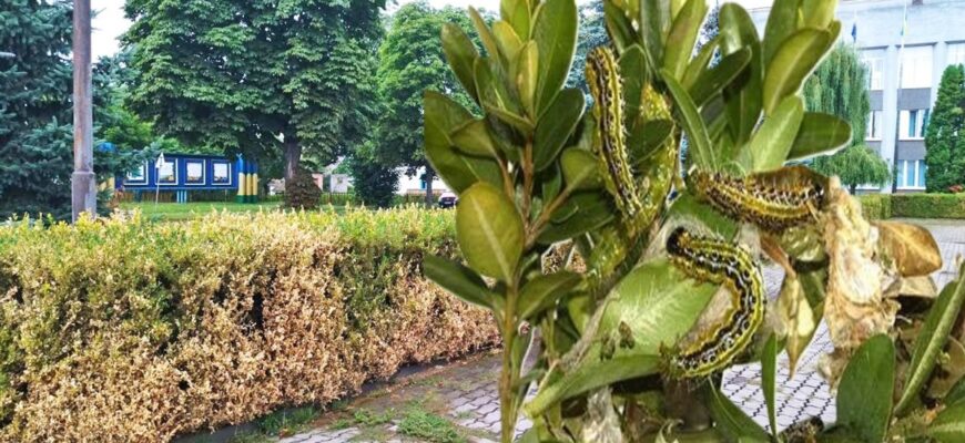 Ефективні засоби для обробки самшиту від шкідників: поради та рекомендації