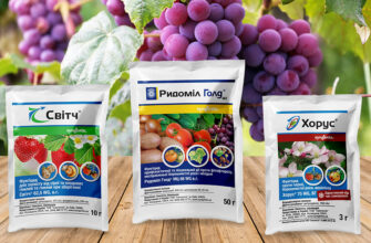 Ефективні засоби для обробки винограду від сірої гнилі: поради та рекомендації