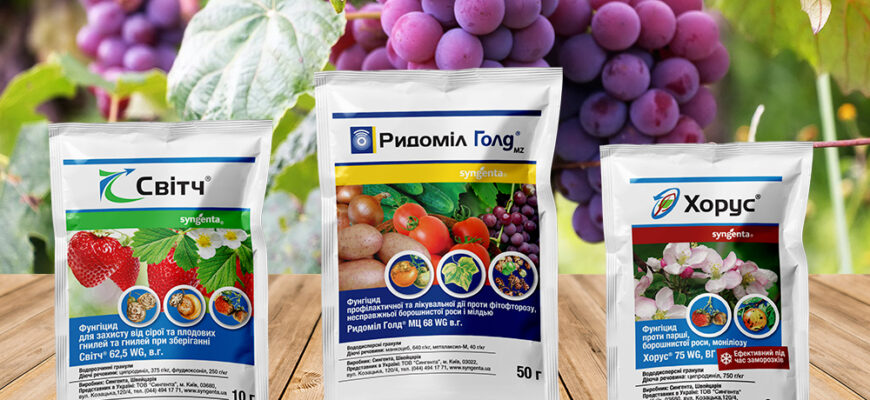 Ефективні засоби для обробки винограду від сірої гнилі: поради та рекомендації