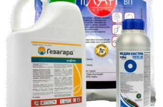 Ефективні засоби для захисту квасолі від хвороб та шкідників