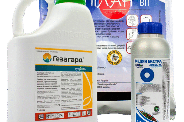 Ефективні засоби для захисту квасолі від шкідників: поради агрономів