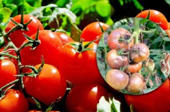 Ефективні засоби для захисту помідорів від фітофтори: поради та рішення