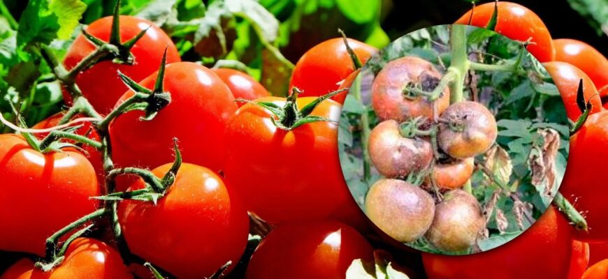 Ефективні засоби для захисту помідорів від фітофтори: поради та рішення