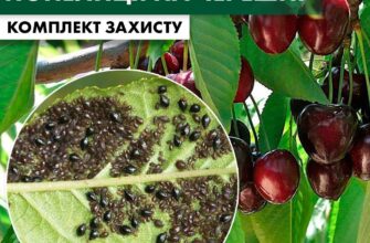 Ефективні засоби обробки черешні від тлі: поради та рекомендації