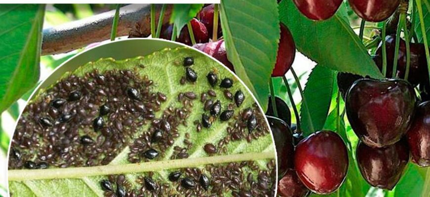 Ефективні засоби обробки черешні від тлі: поради та рекомендації