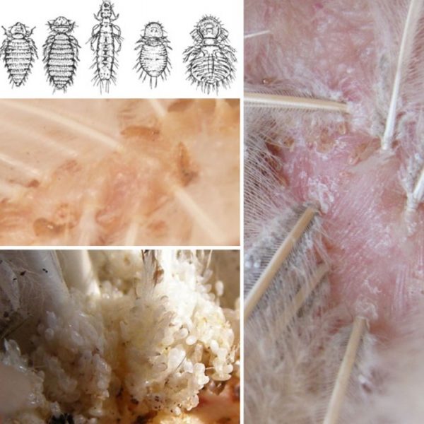 Чиста Курка засіб проти бліх, вошей, кліщів, пухоїдів, пероїдів та ...