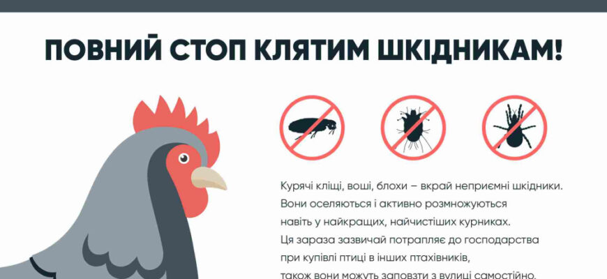 Ефективні засоби обробки курника для захисту від курячих вошей