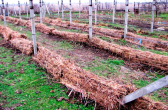 Ефективні засоби обробки винограду на зиму: поради та рекомендації