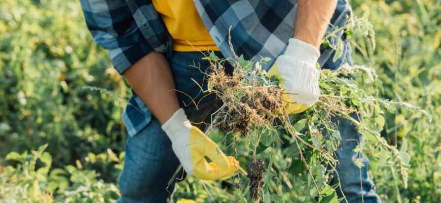 Ефективні засоби обробки землі для знищення бур’янів: рекомендації Ефективні засоби обробки землі для знищення бур’янів: рекомендації
