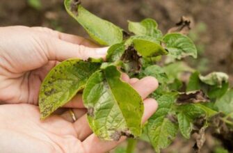 Ефективні засоби та методи обробки картоплі від фітофтори: поради експертів