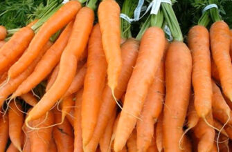 Ефективні засоби та методи обробки моркви від шкідників: поради експертів