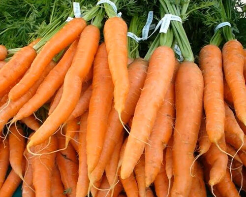 Ефективні засоби та методи обробки моркви від шкідників: поради експертів