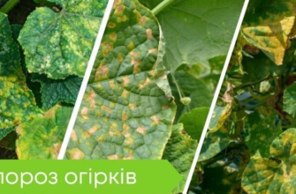 Ефективні засоби від пероноспорозу огірків: чим обробити рослини?