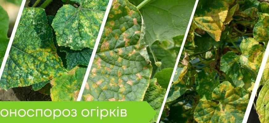 Ефективні засоби від пероноспорозу огірків: чим обробити рослини?