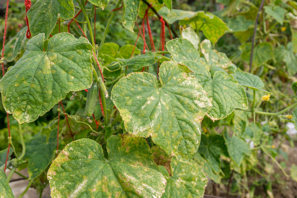 Масові ураження огірків пероноспорозом у західних регіонах після ...