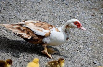 Ефективний раціон для качок шипунів: що найкраще годувати птахів?