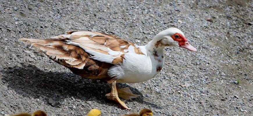 Ефективний раціон для качок шипунів: що найкраще годувати птахів?