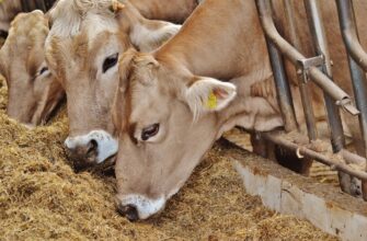 Енергетичні добавки для корів після отелу: ефективність і користь