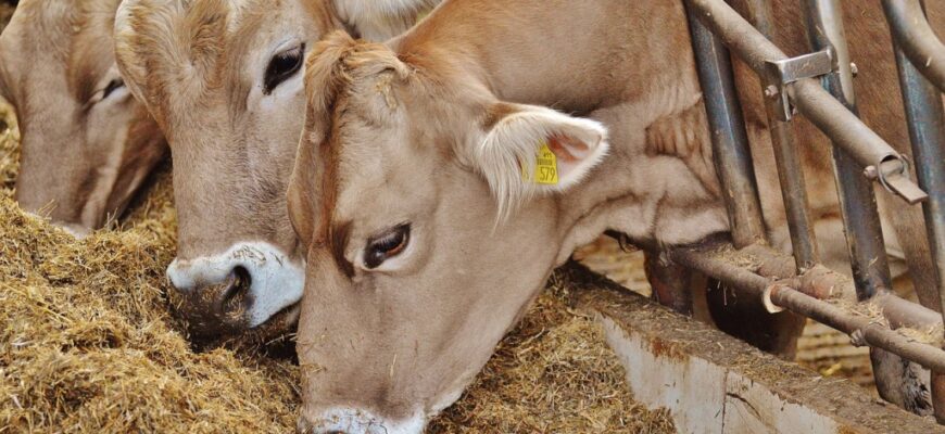 Енергетичні добавки для корів після отелу: ефективність і користь Енергетичні добавки для корів після отелу: ефективність і користь