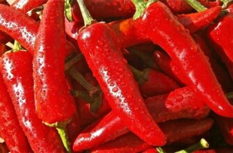 Гіркий перець: користь і здоров’я в одному маленькому стручку