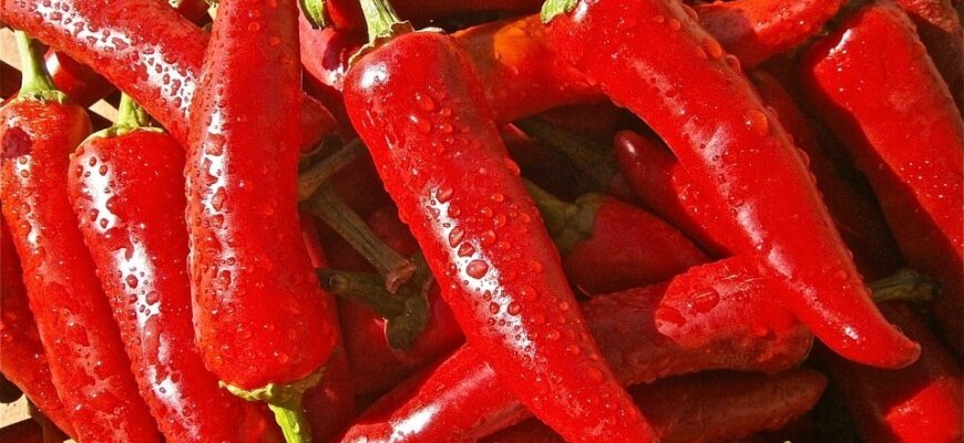 Гіркий перець: користь і здоров’я в одному маленькому стручку