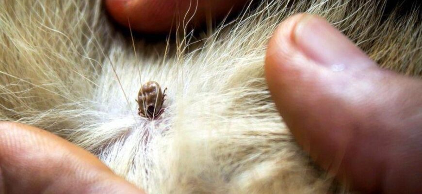 Гулька після укусу кліща: причини, симптоми та ефективне лікування