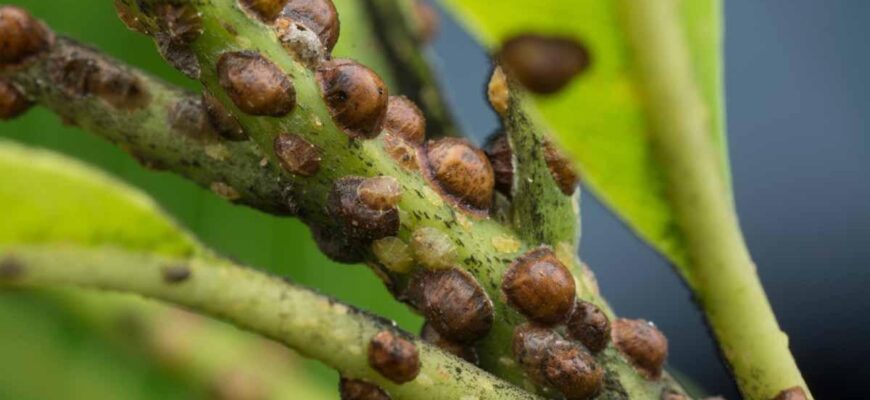 Іржа на трояндах: ефективні методи обробки та захисту рослин