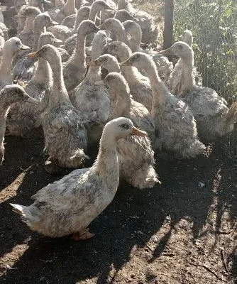 Качка орвія: як і чим правильно годувати цю унікальну породу?