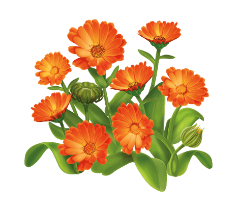 Календула: корисні властивості та застосування в народній медицині