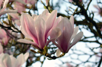 Коли цвіте магнолія після посадки: Гід по догляду та цвітінню