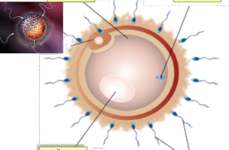 Коли відбувається зачаття після статевого акту: ключові факти та терміни