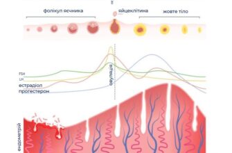 Коли відновлюється менструальний цикл після пологів: важливі деталі