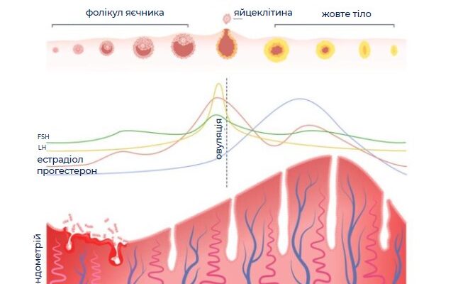 Коли відновлюється менструальний цикл після пологів: важливі деталі