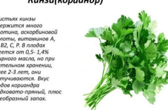 Коріандр: в чому його користь для здоров’я та як використовувати правильно