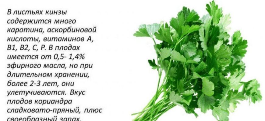 Коріандр: в чому його користь для здоров’я та як використовувати правильно