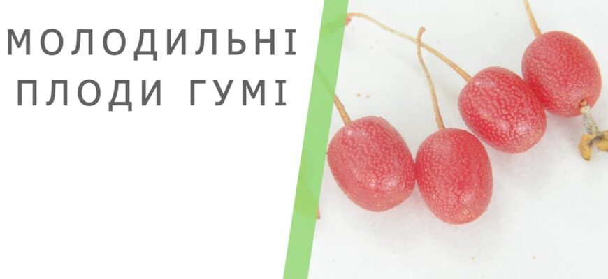 Корисні властивості ягід гумі: як вони можуть покращити ваше здоров’я