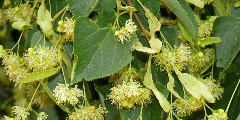 Корисні властивості липи: дізнайтеся, чому вона необхідна вам