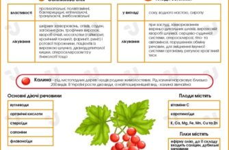 Корисні властивості обліпихової олії: всі переваги для вашого здоров’я