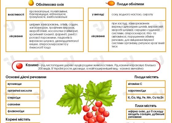 Корисні властивості обліпихової олії: всі переваги для вашого здоров’я