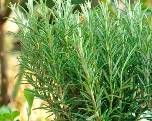 Корисні властивості розмарину: здоров’я, краса та використання в кулінарії