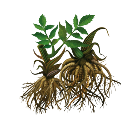 Бузина чорна: опис, лікувальні властивості, показання ...