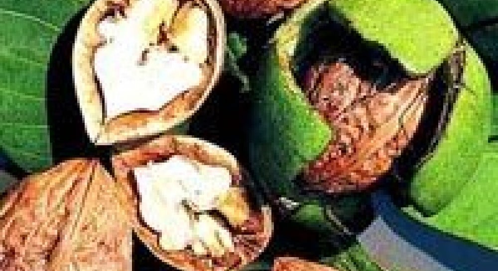 Волоські горіхи очищені (ядро) | Vegan-Tehnika