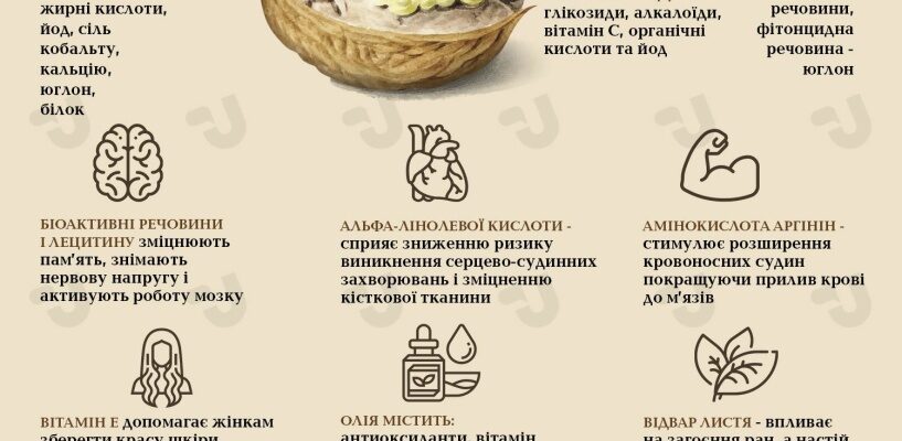 Корисні властивості волоських горіхів: здоров’я, енергія, мозок