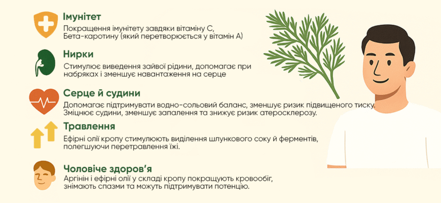 Користь кропу: відкрийте секрети його здорових властивостей Користь кропу: відкрийте секрети його здорових властивостей